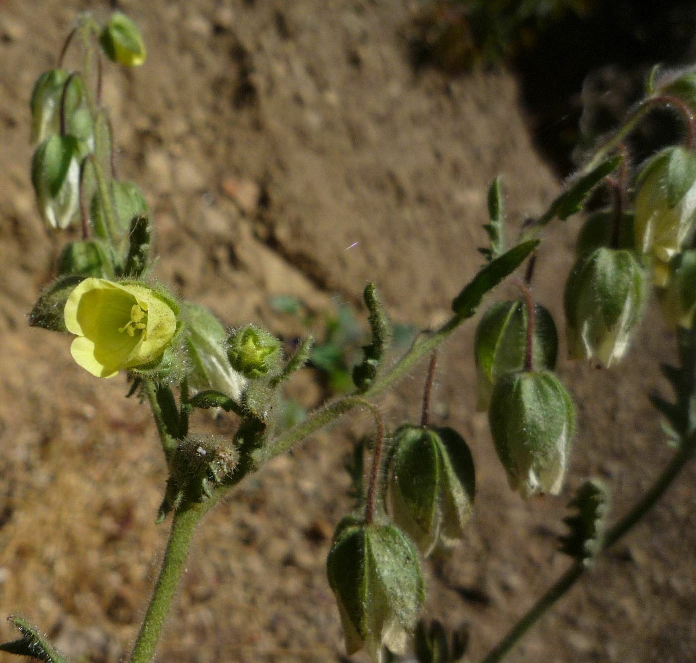 High Resolution Emmenanthe penduliflora Flower